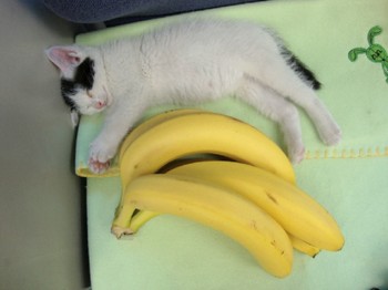 バナナと比較.jpg